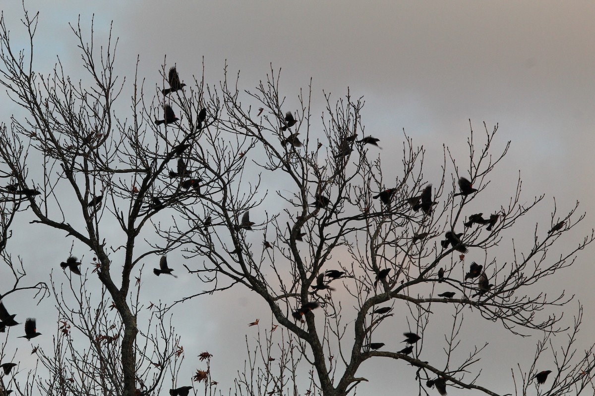 Красноплечий трупиал - ML645297634