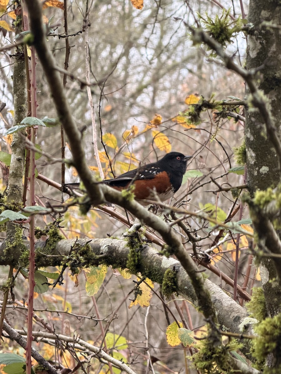Spotted Towhee - ML645297635