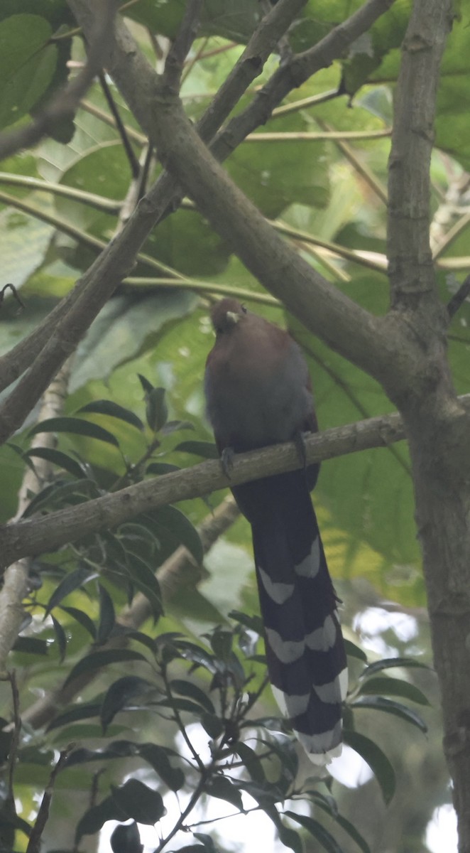 Common Squirrel-Cuckoo - ML645297646