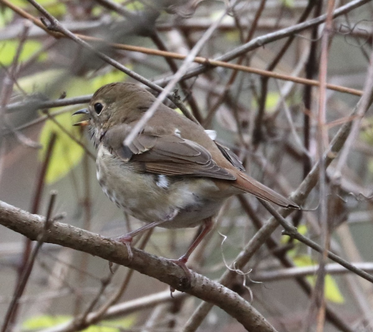 Grive solitaire - ML645297648