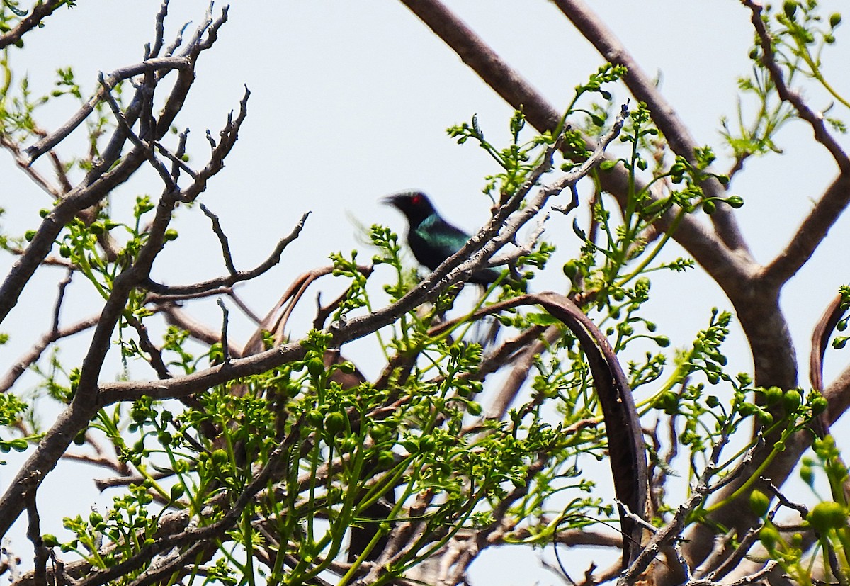 špaček lesklý - ML645297657