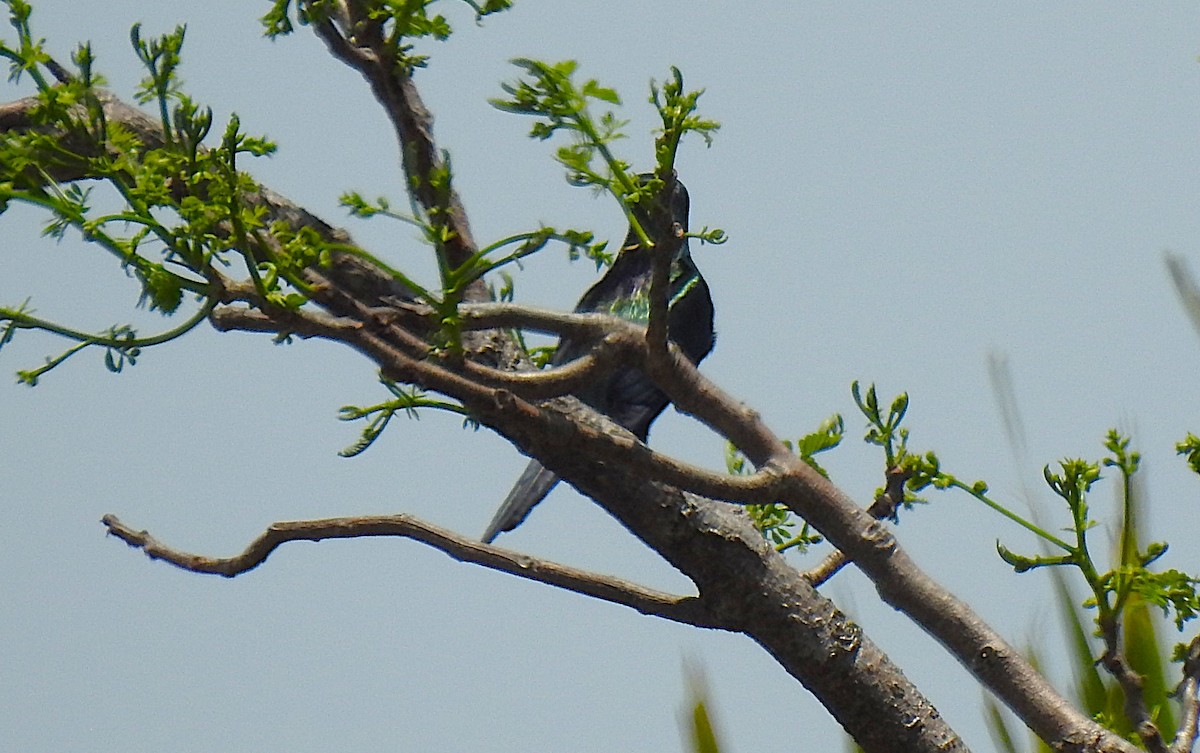 špaček lesklý - ML645297660