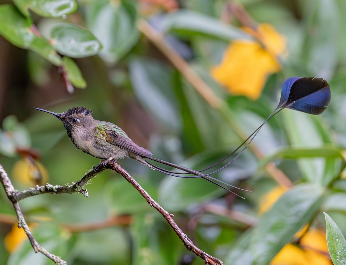 Marvelous Spatuletail - ML645297663