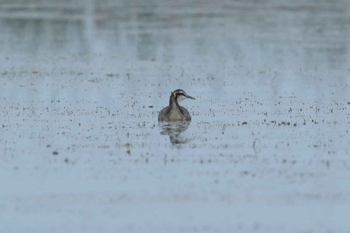 fasanbladhøne - ML645297666