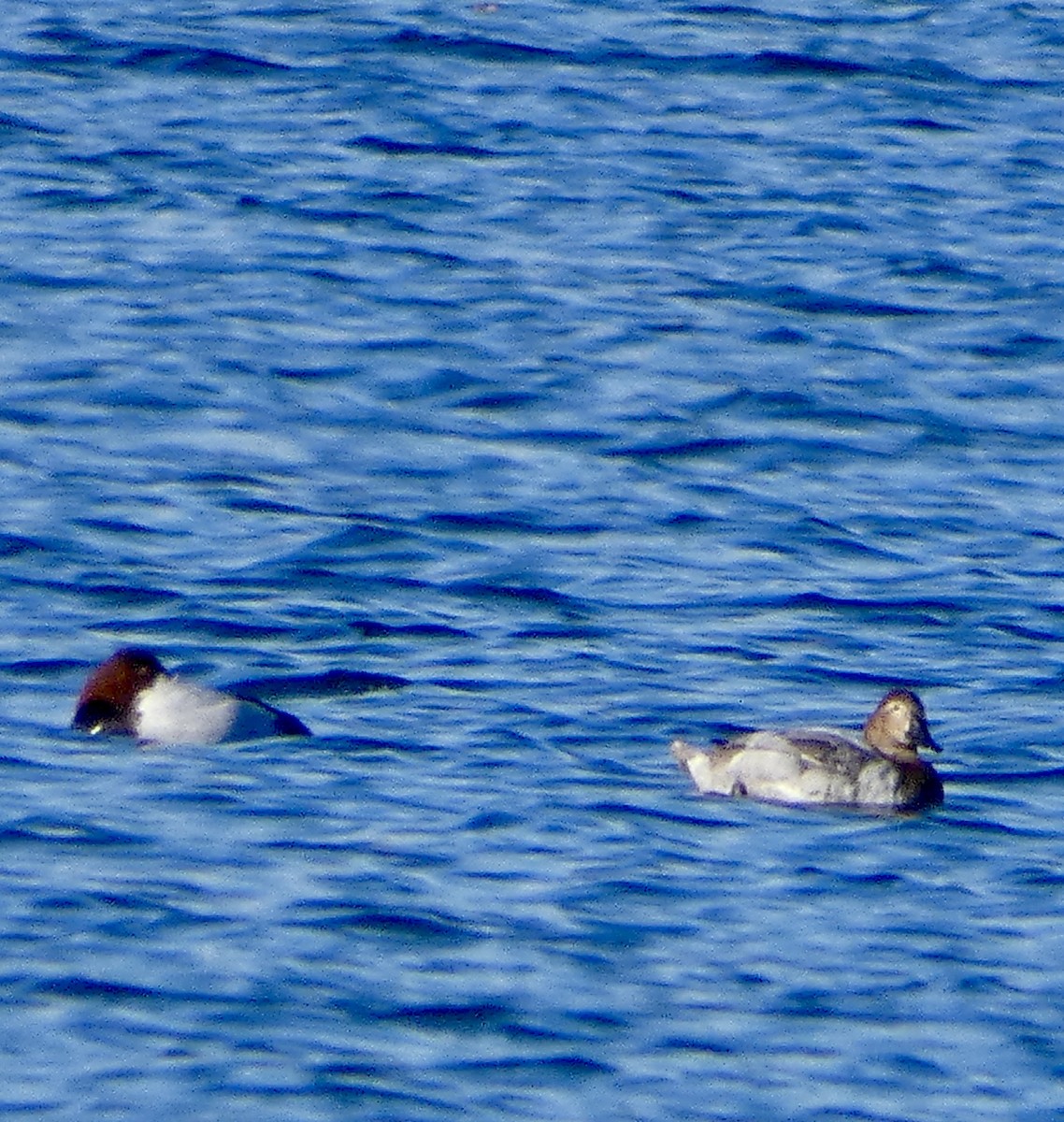 Büyük Elmabaş - ML645297672