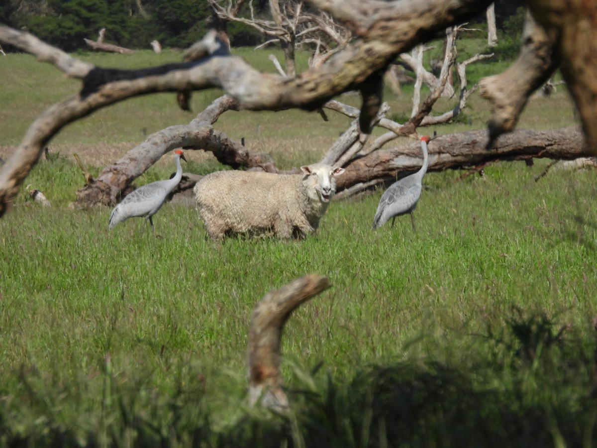 Brolga - ML645297673