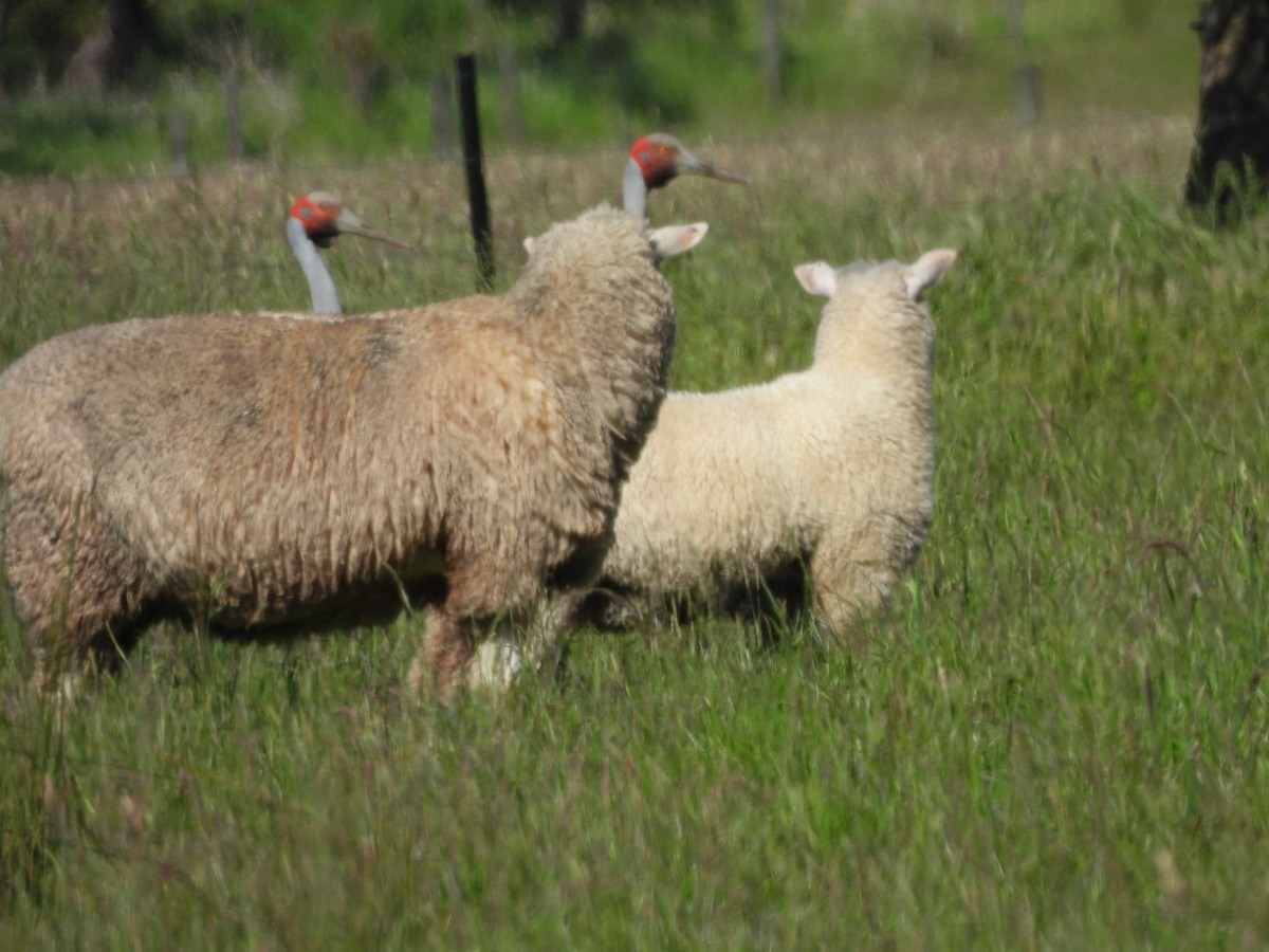 Brolga - ML645297674