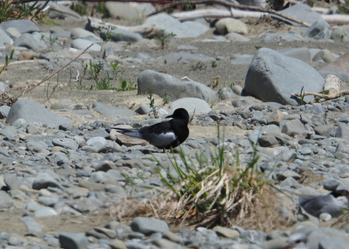 Itsas enara hegalzuria - ML645297677