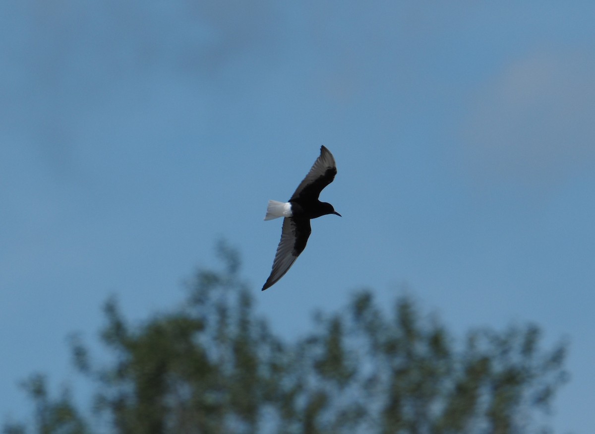 Itsas enara hegalzuria - ML645297680