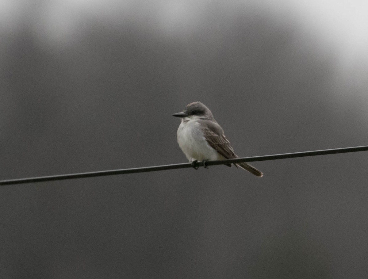 Gray Kingbird - ML645297684