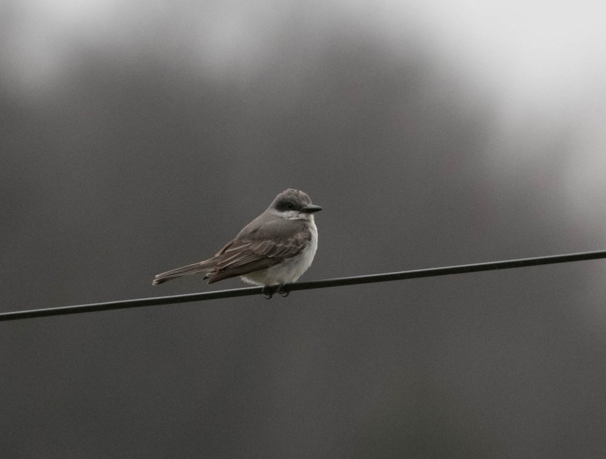 Gray Kingbird - ML645297685