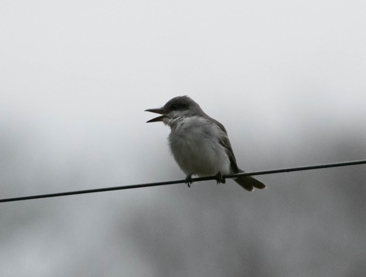 Gray Kingbird - ML645297686