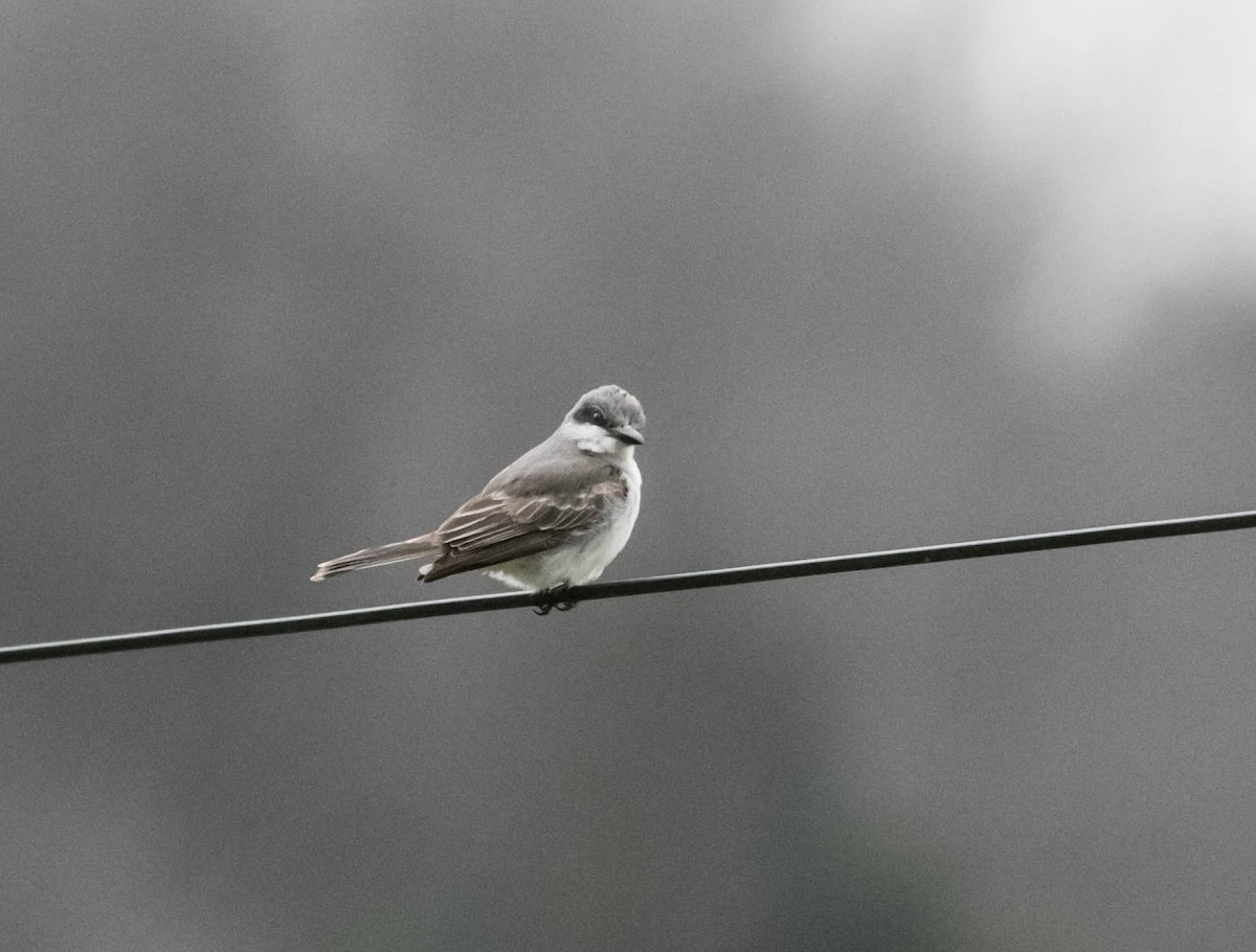 Gray Kingbird - ML645297687