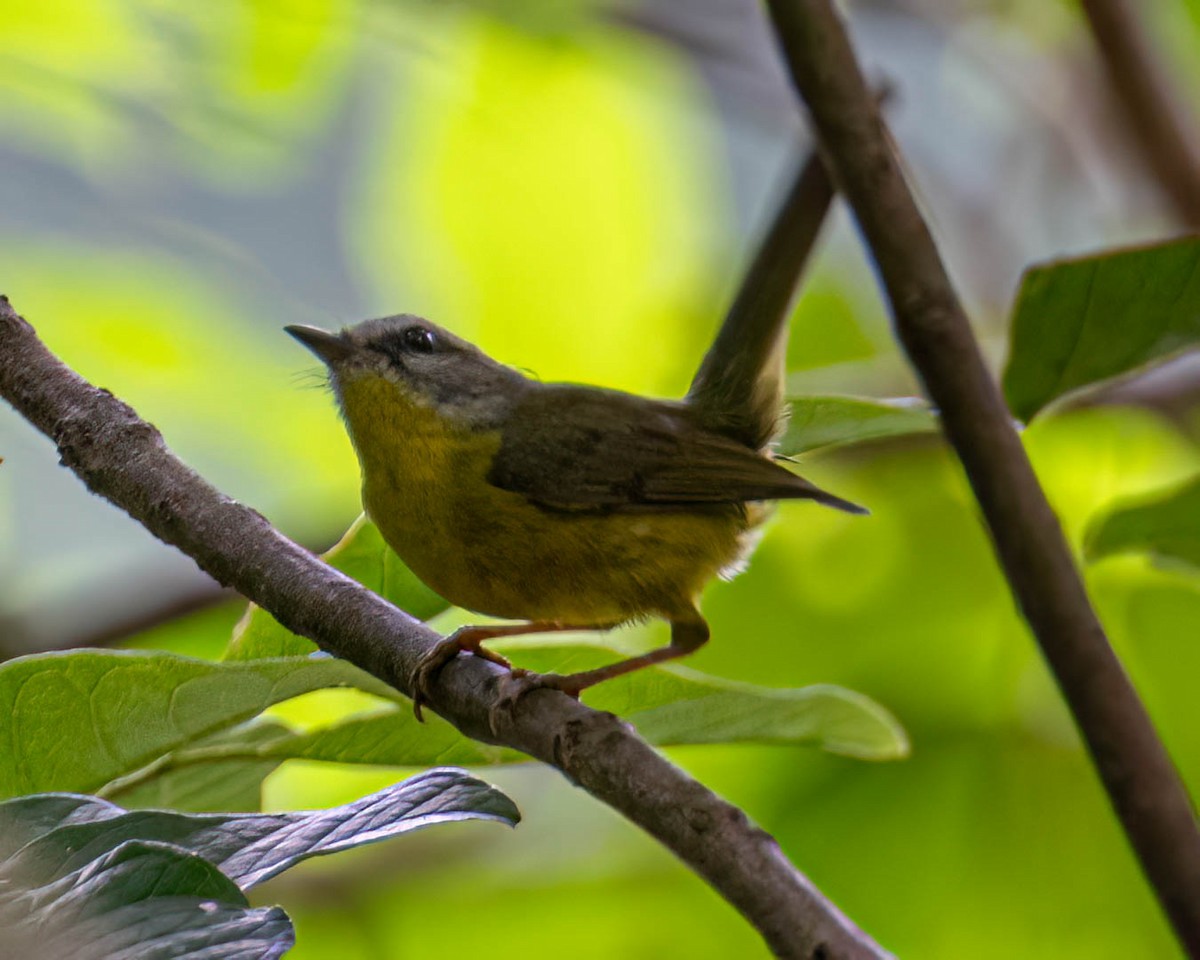 Golden-crowned Warbler - ML645297688