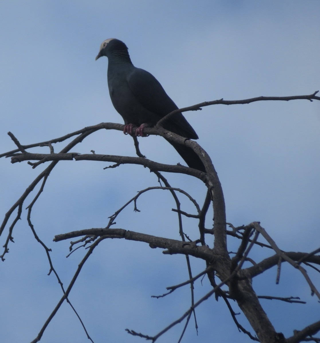 White-crowned Pigeon - ML645297719