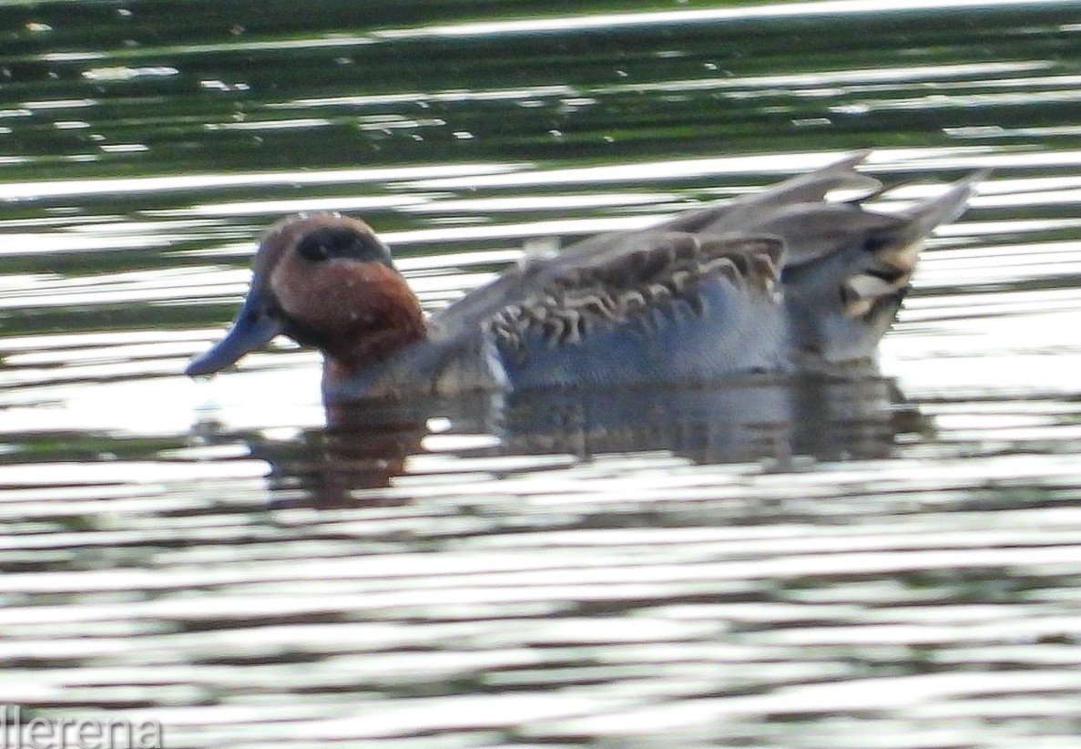 Green-winged Teal - ML645297722