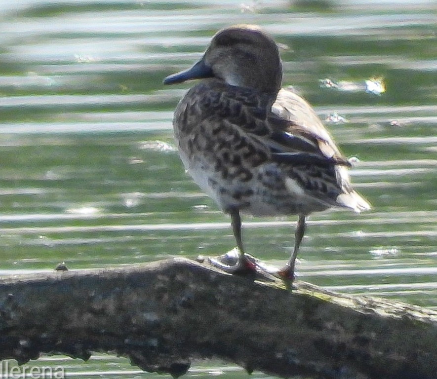 Green-winged Teal - ML645297723