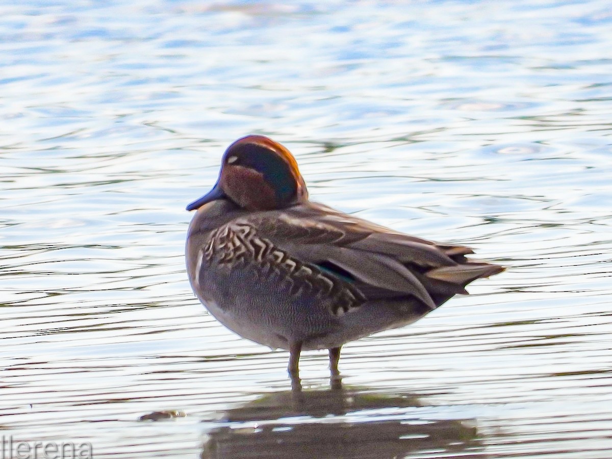Green-winged Teal - ML645297724
