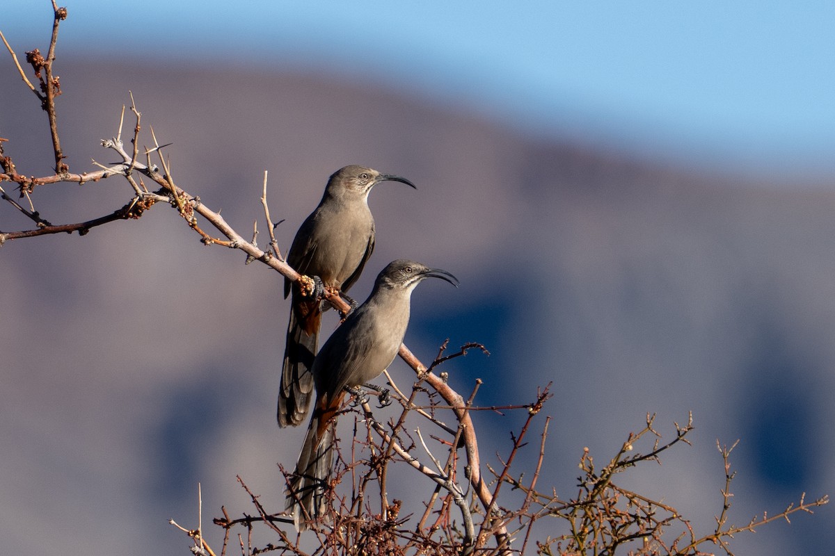 Crissal Thrasher - ML645297732