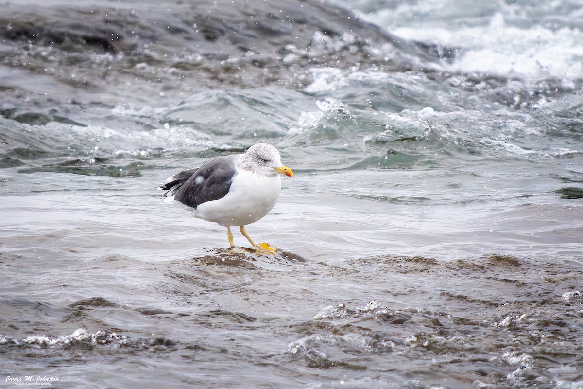 Lesser Black-backed Gull - ML645297733