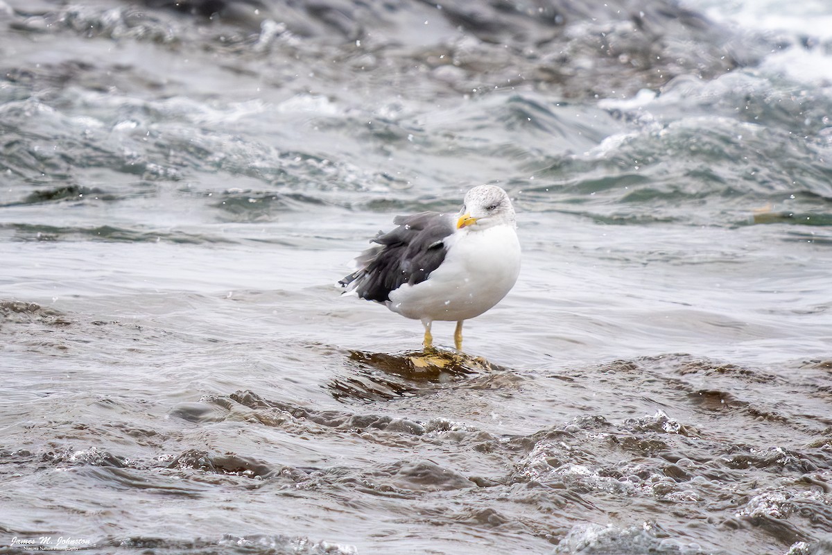 Lesser Black-backed Gull - ML645297734