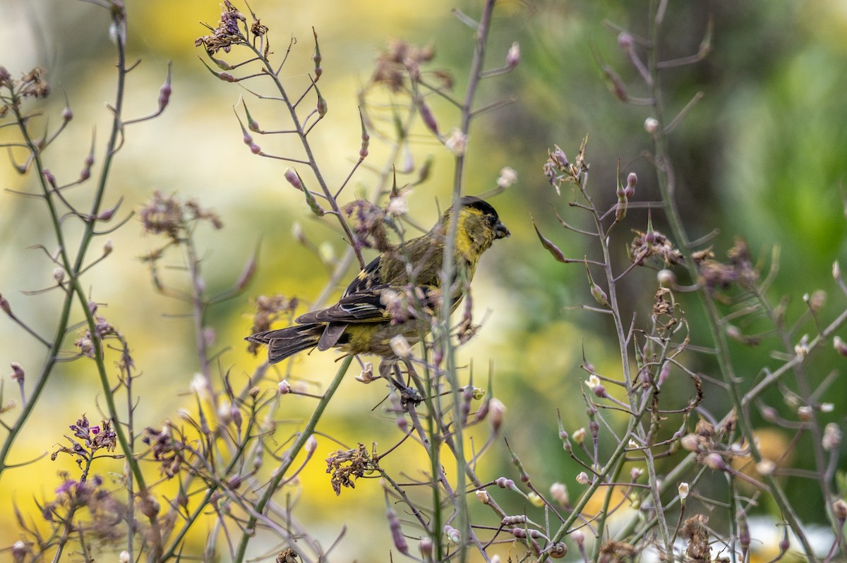 čížek vousatý - ML645297744