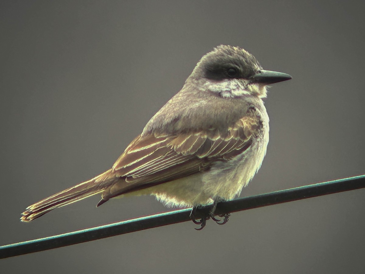 Gray Kingbird - ML645297745
