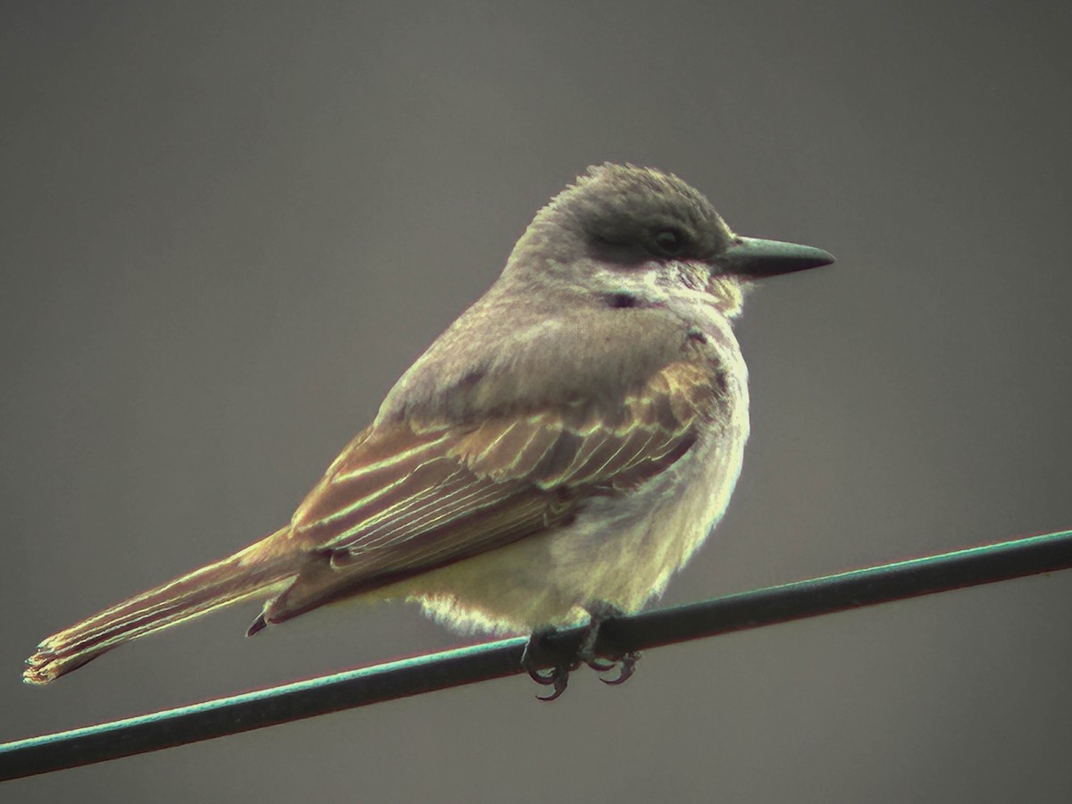 Gray Kingbird - ML645297746
