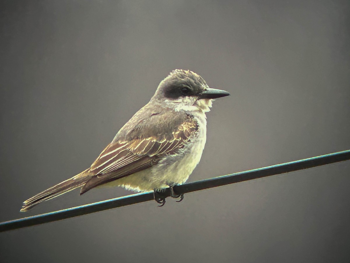 Gray Kingbird - ML645297747