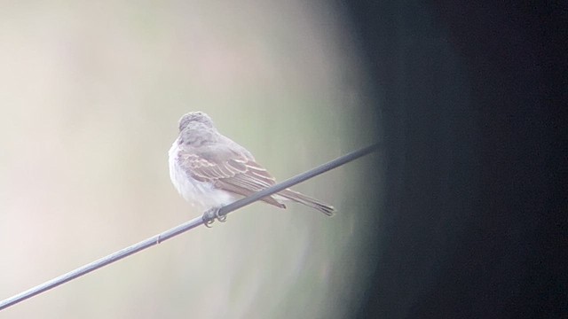 Gray Kingbird - ML645297764