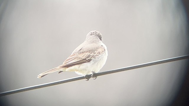Gray Kingbird - ML645297766