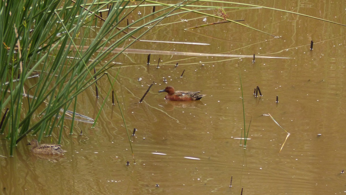 Kızıl Ördek - ML645297777