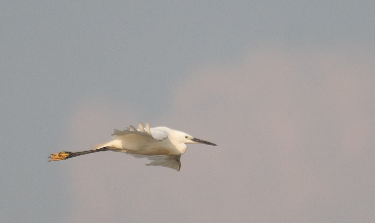 Aigrette garzette - ML645297793