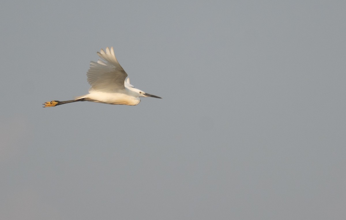 Aigrette garzette - ML645297794