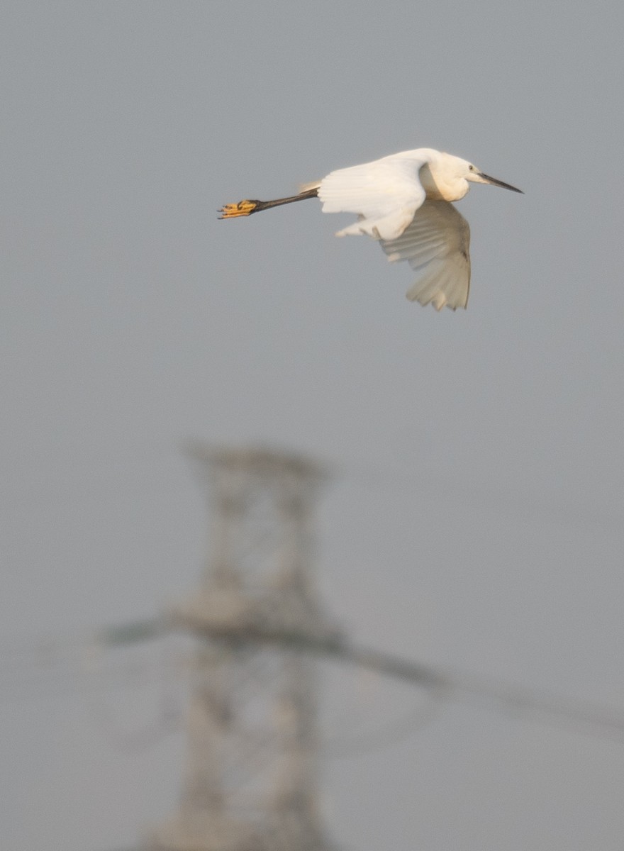 Aigrette garzette - ML645297795