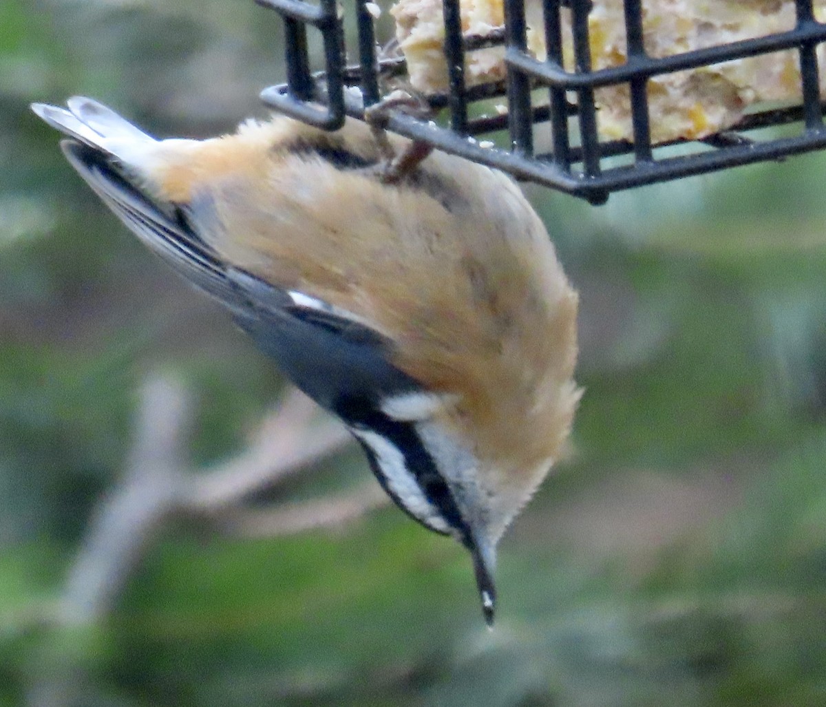 Garrapo kanadarra - ML645297797