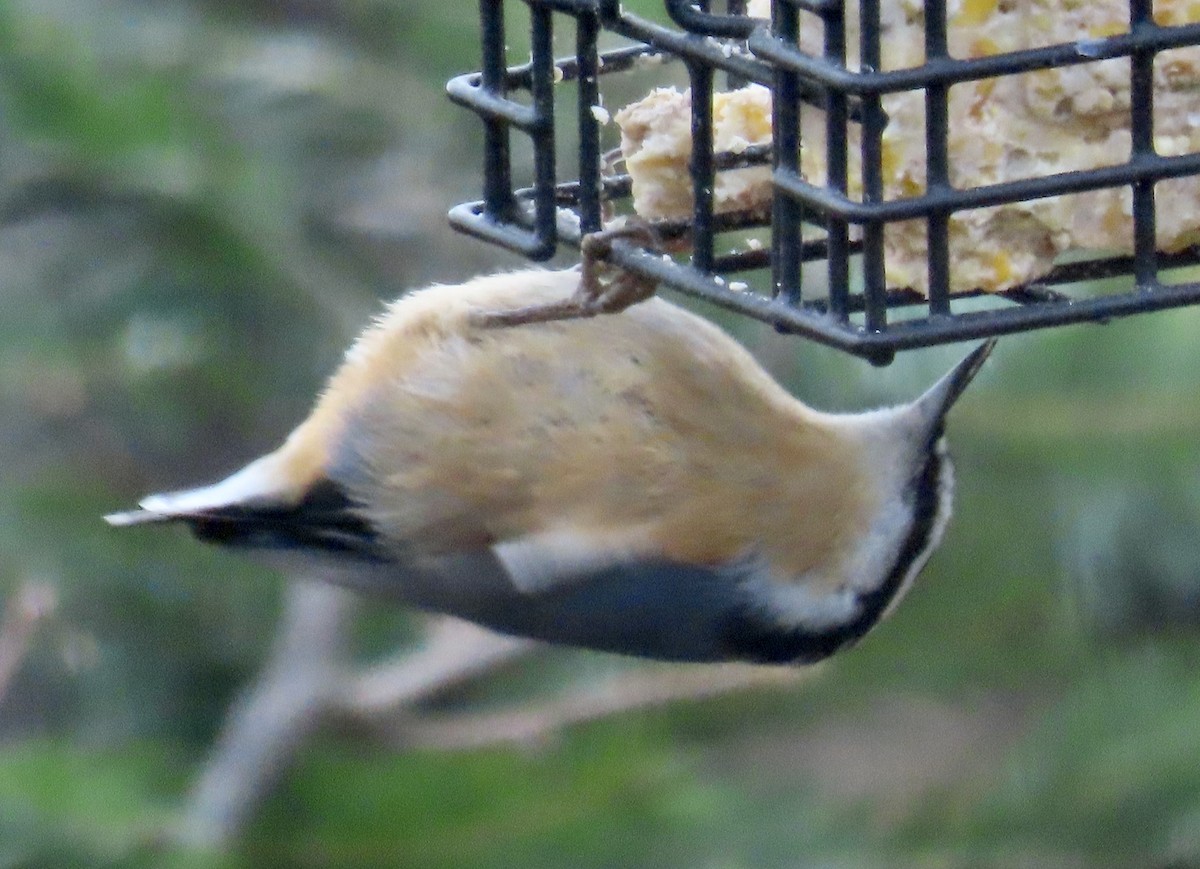 Garrapo kanadarra - ML645297798