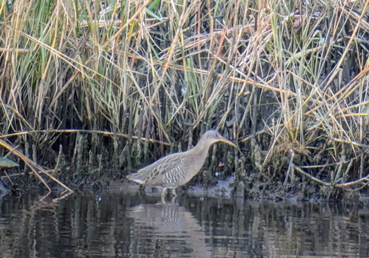 Clapper Rail - ML645297807