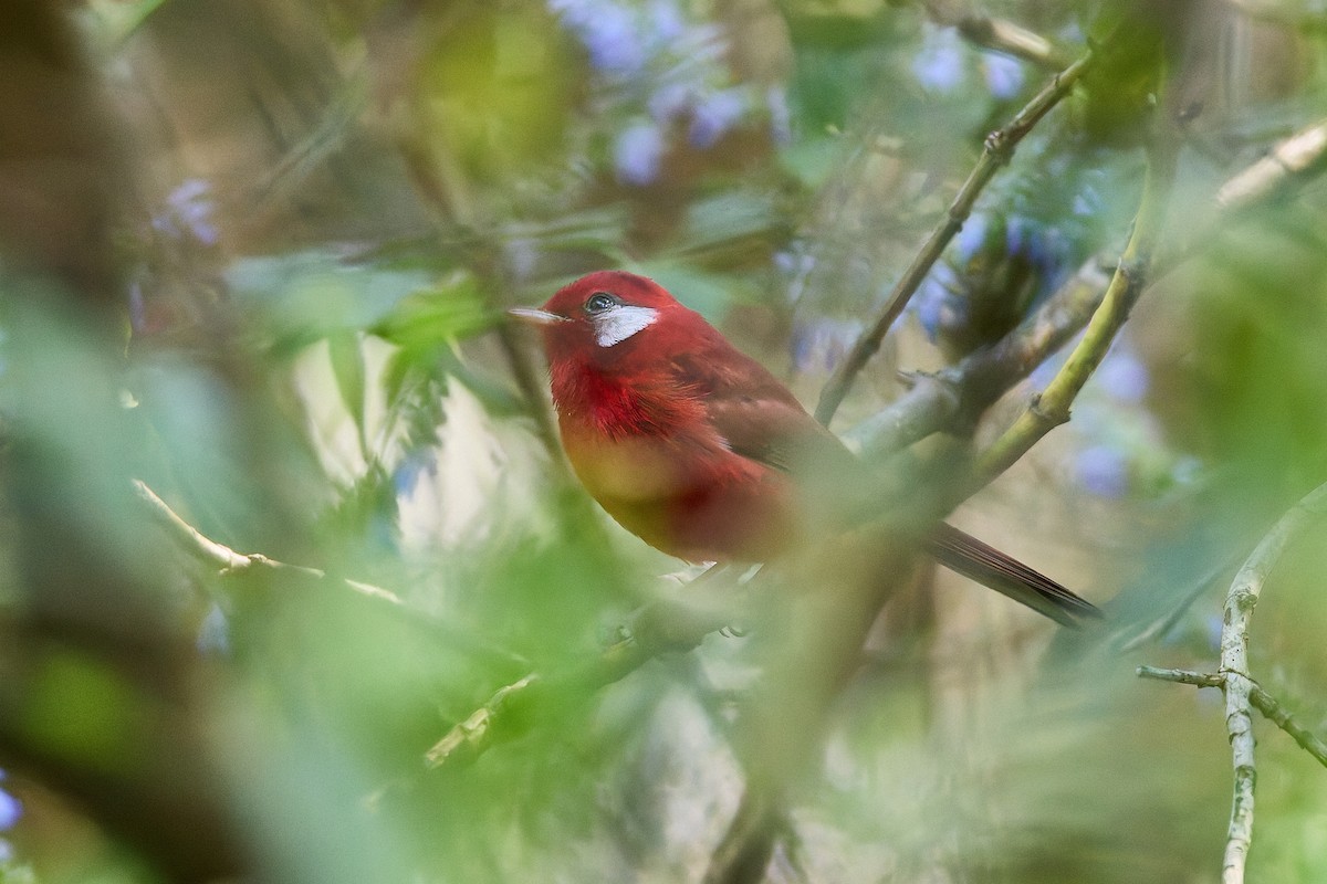 Red Warbler (White-cheeked) - ML645297811