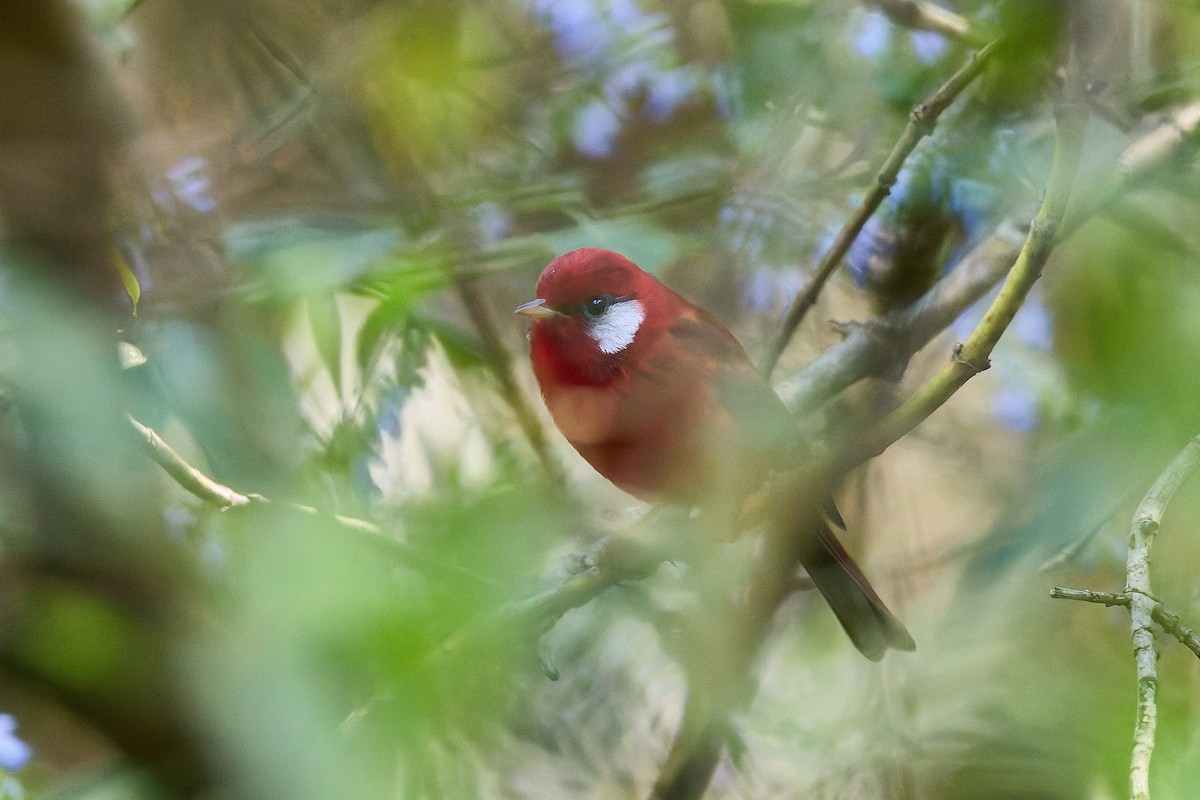 Red Warbler (White-cheeked) - ML645297812