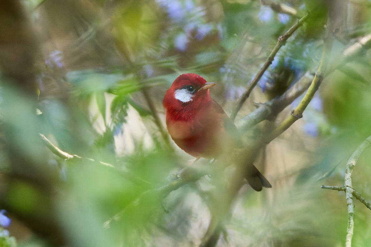 Red Warbler (White-cheeked) - ML645297813