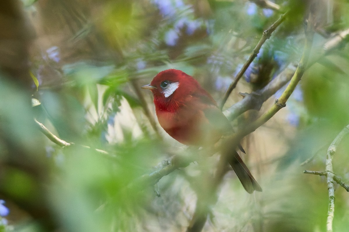 Red Warbler (White-cheeked) - ML645297814