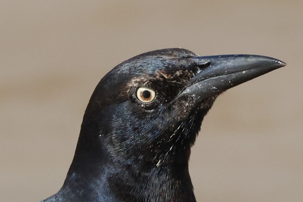 Great-tailed Grackle - ML645297816
