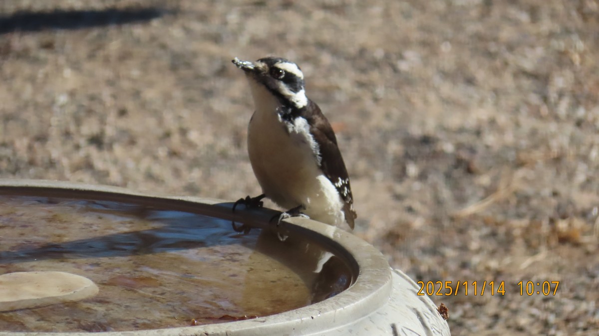 Hairy Woodpecker - ML645297823