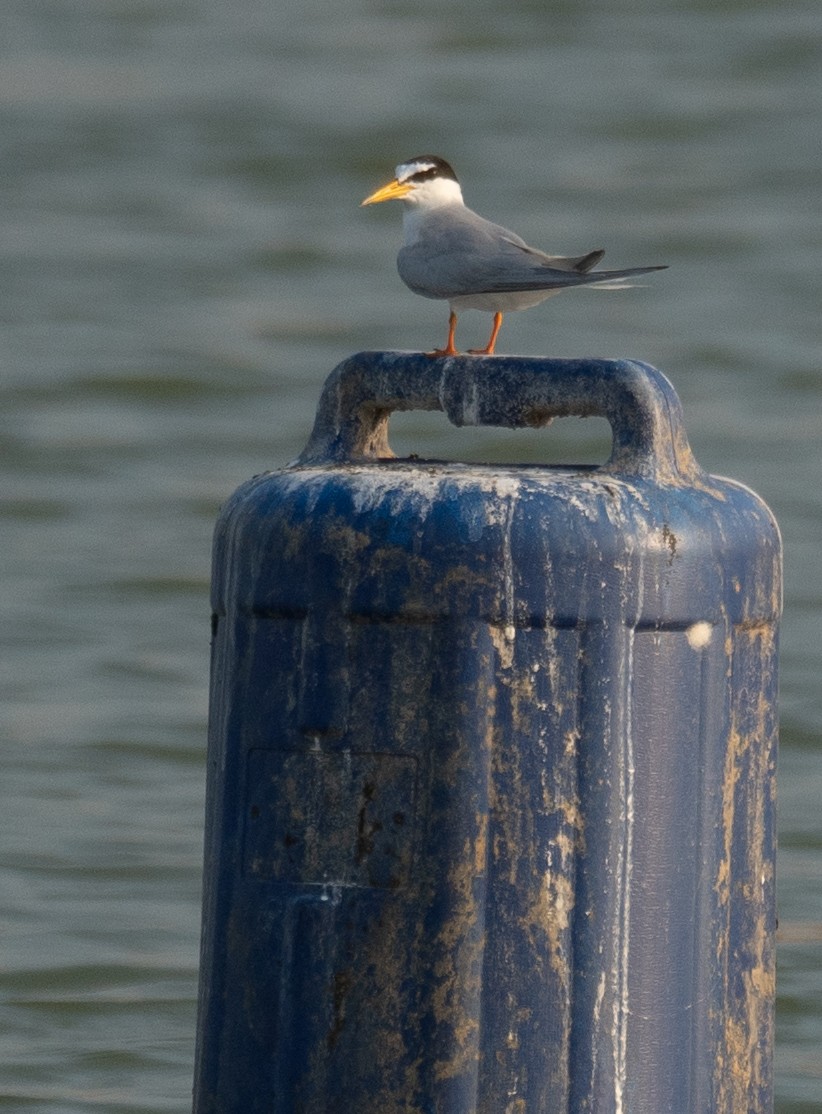 שחפית גמדית - ML645297835