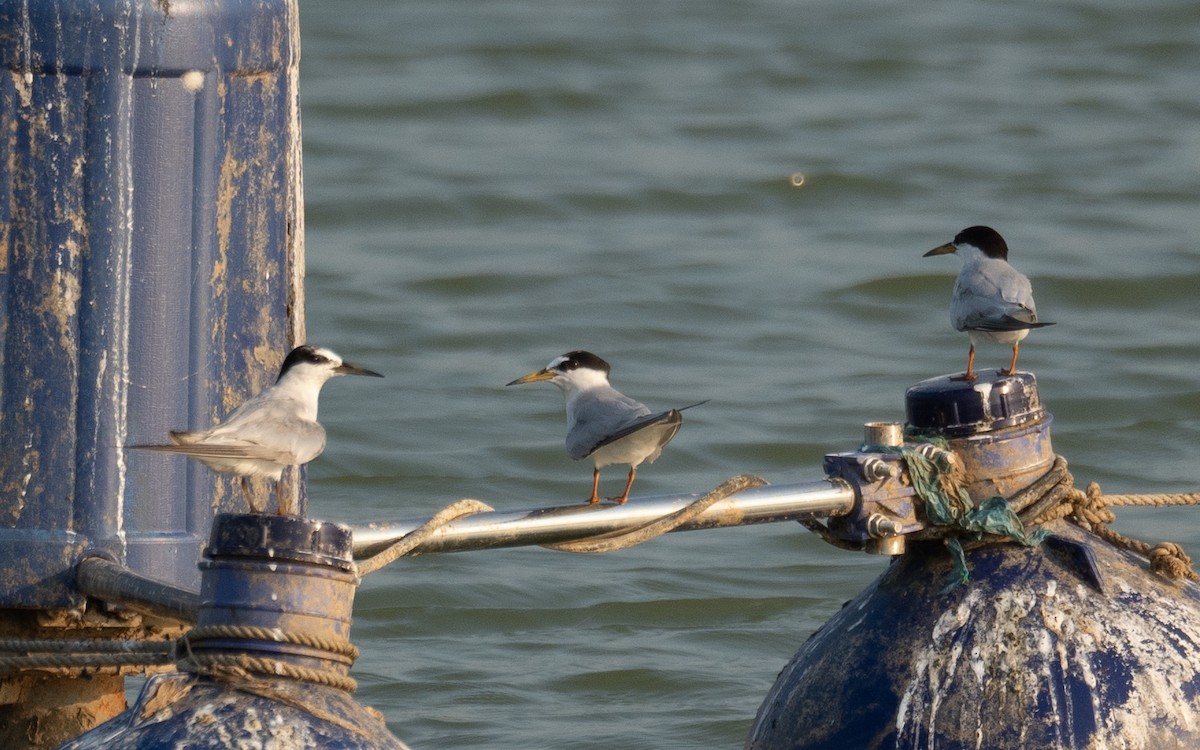 שחפית גמדית - ML645297836