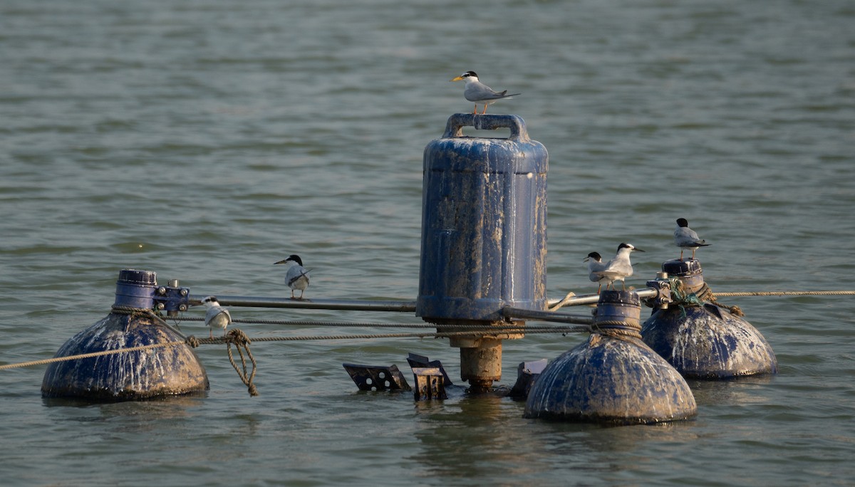 שחפית גמדית - ML645297837