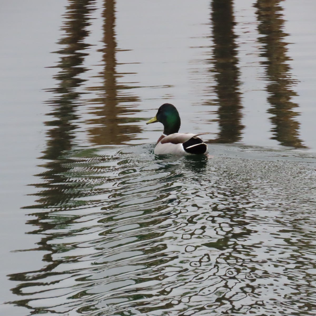 ברכיה - ML645297838