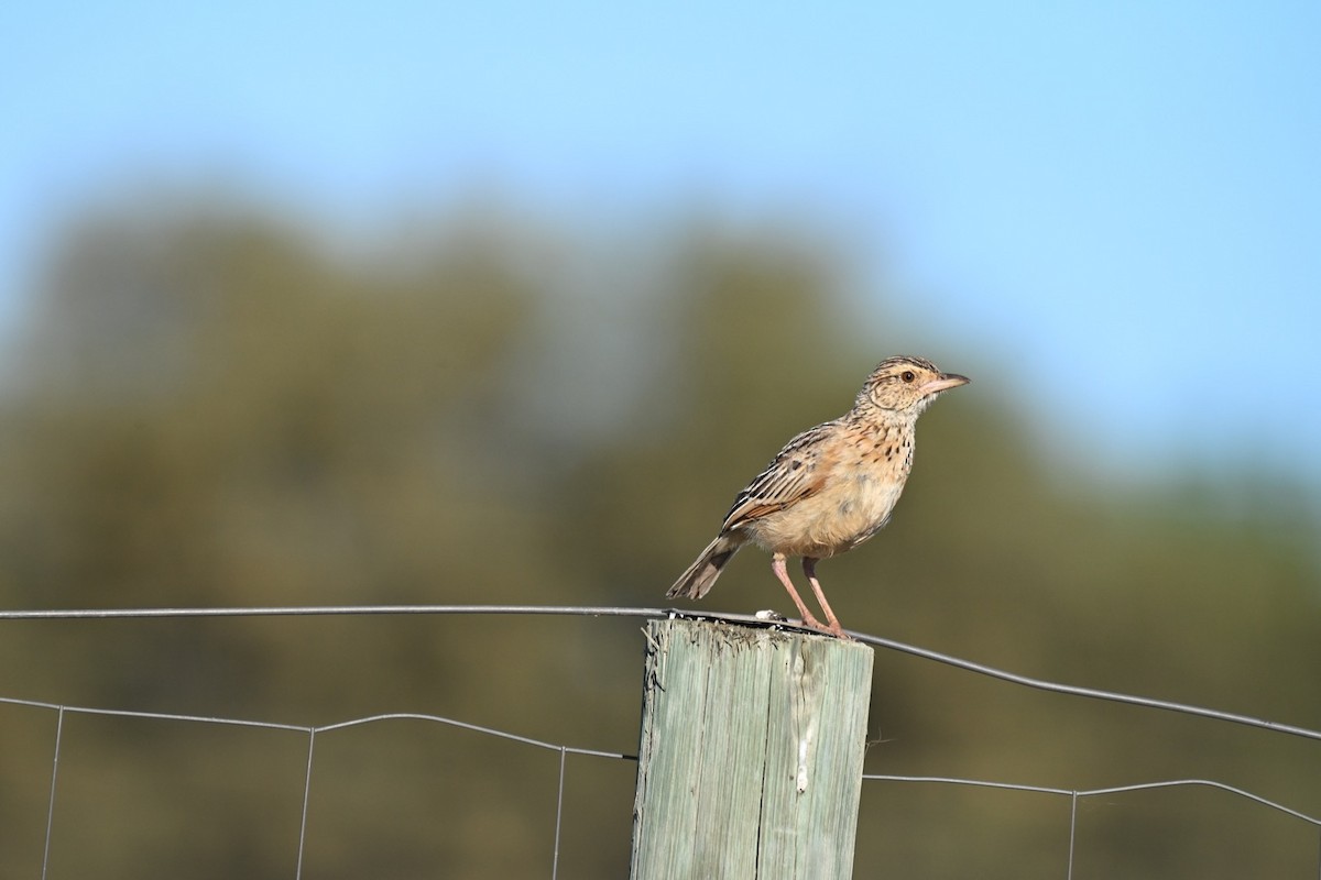 Eastern Clapper Lark - ML645297839