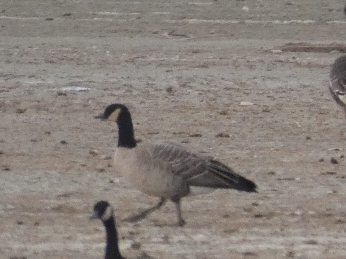 ברנטה גוצית - ML645297840
